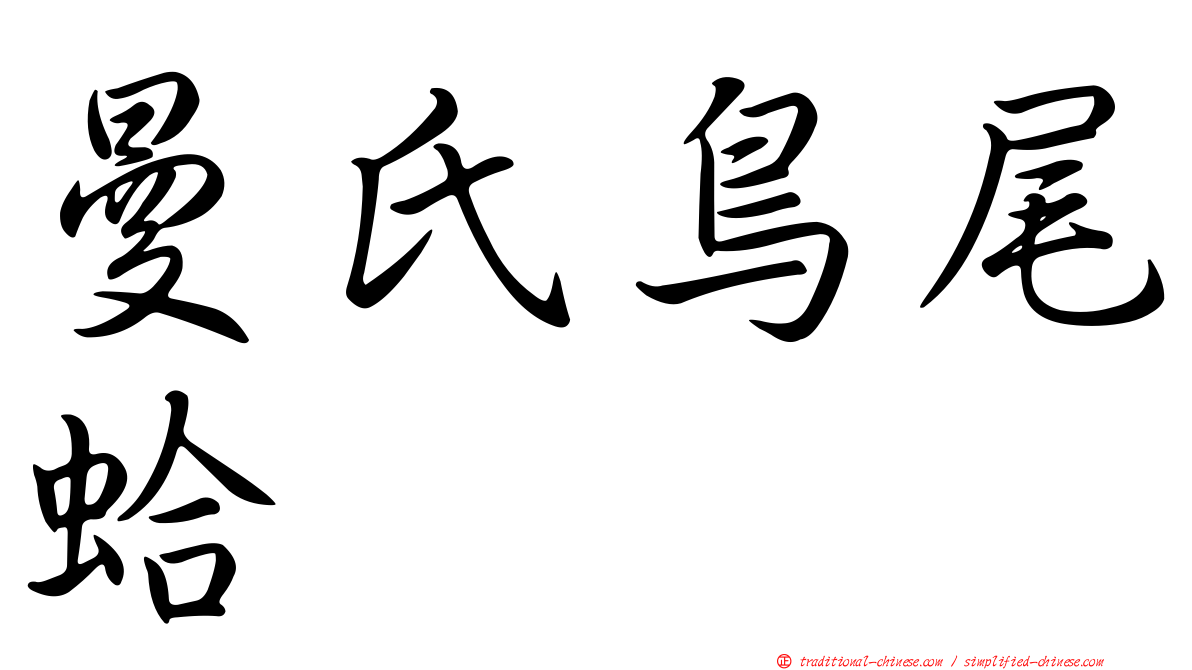 曼氏鳥尾蛤