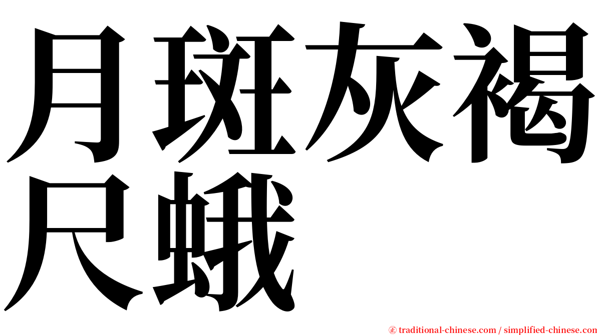 月斑灰褐尺蛾 serif font