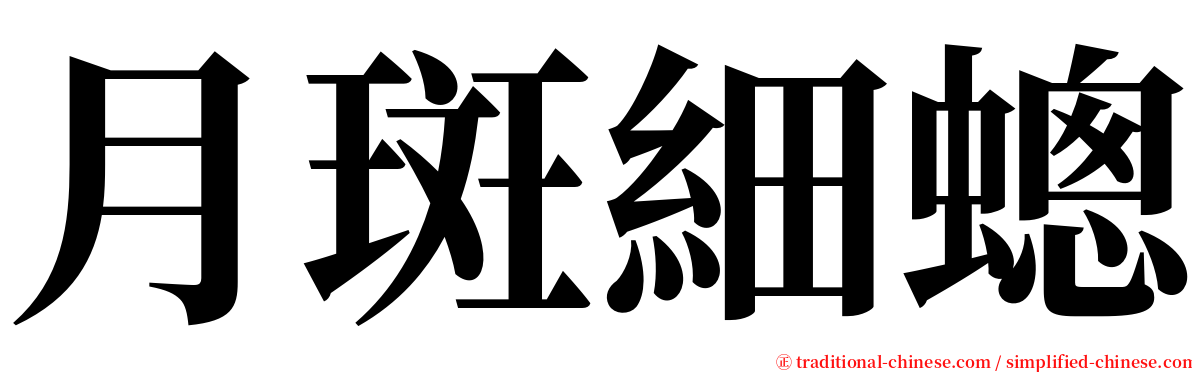 月斑細蟌 serif font