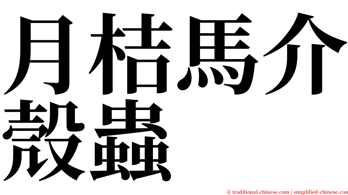 月桔馬介殼蟲 serif font