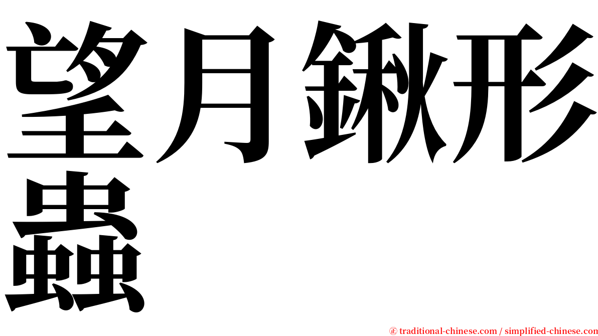 望月鍬形蟲 serif font