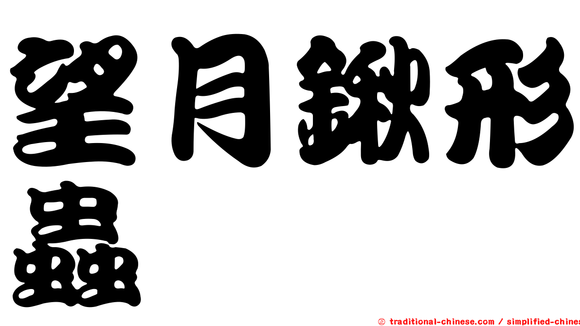 望月鍬形蟲