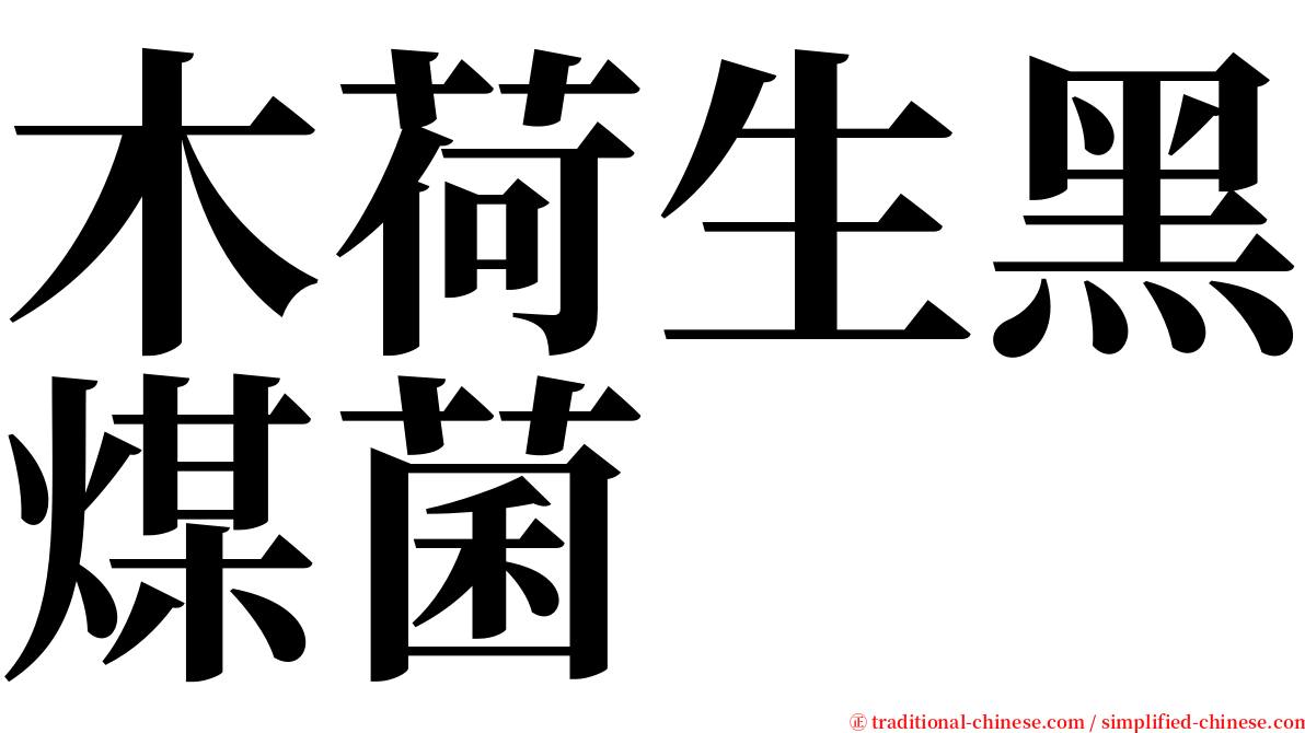 木荷生黑煤菌 serif font