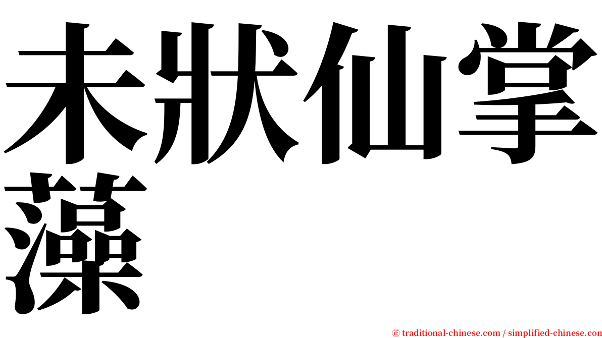 未狀仙掌藻 serif font