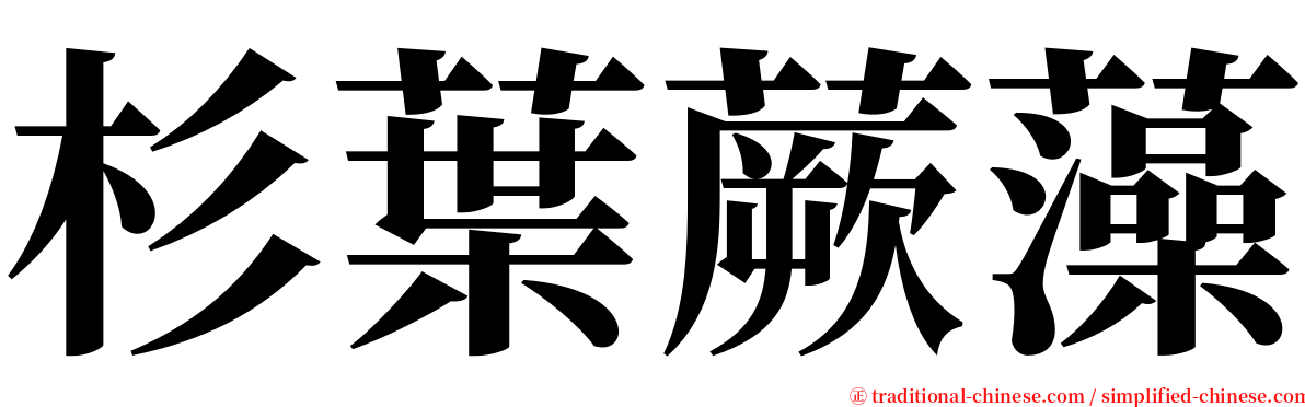 杉葉蕨藻 serif font