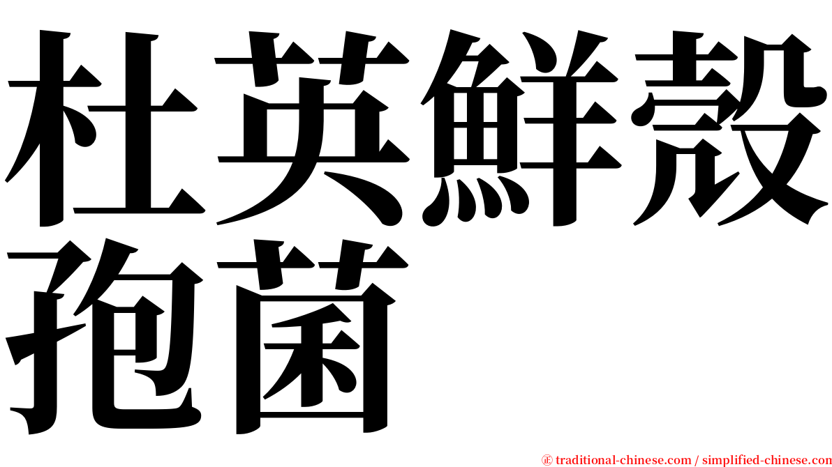 杜英鮮殼孢菌 serif font