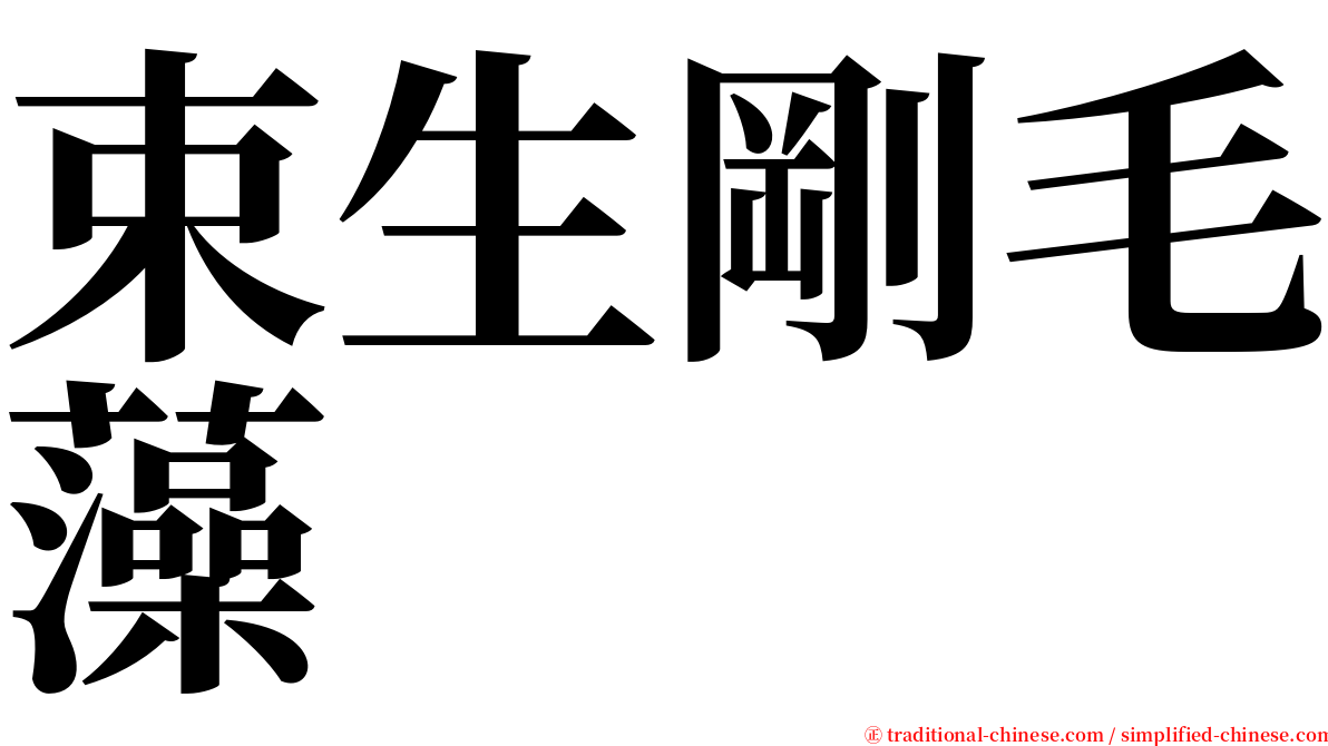 束生剛毛藻 serif font