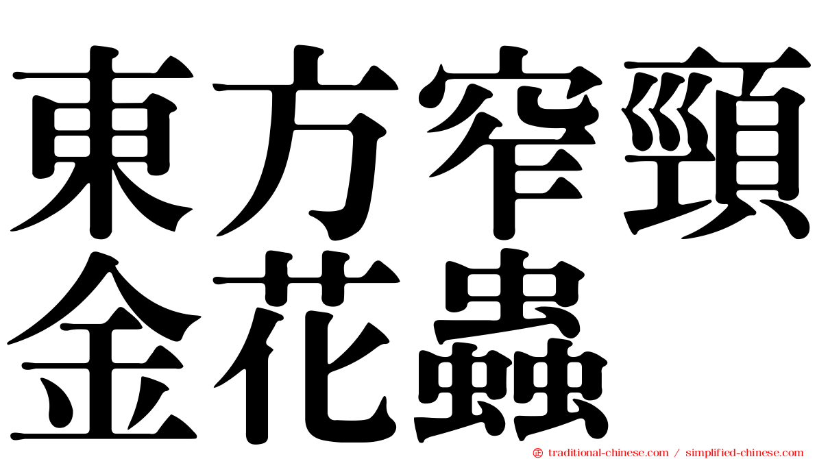 東方窄頸金花蟲