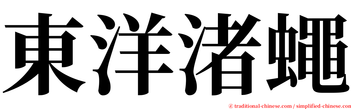 東洋渚蠅 serif font