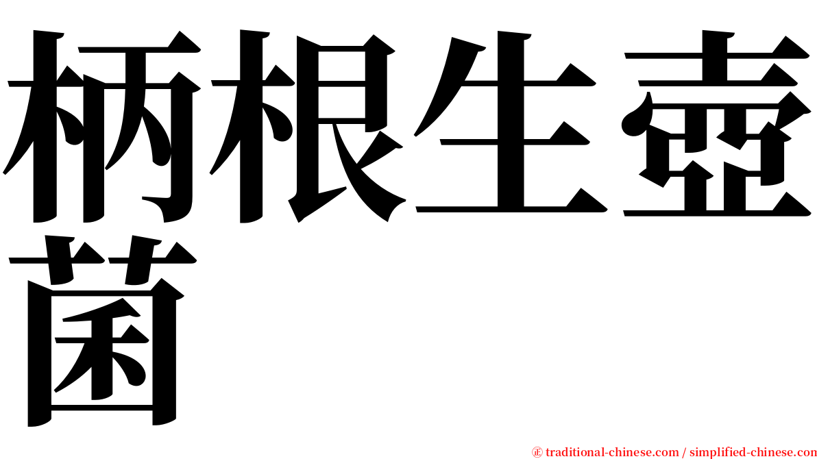 柄根生壺菌 serif font