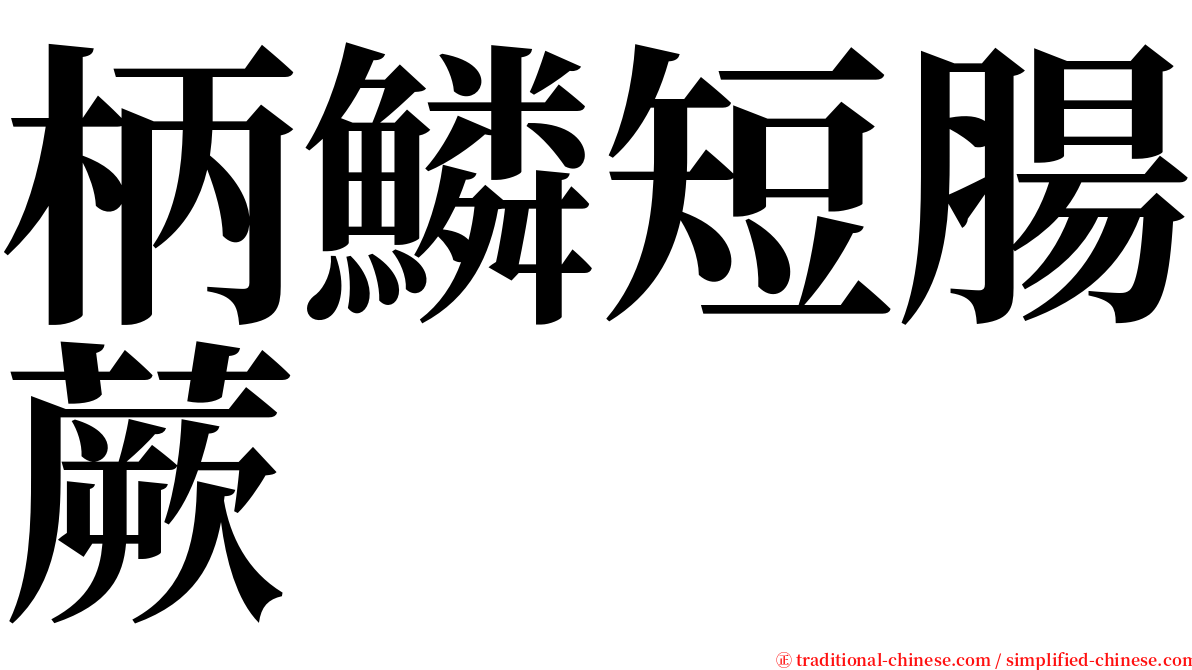 柄鱗短腸蕨 serif font