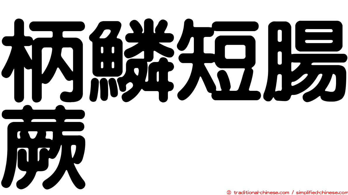 柄鱗短腸蕨