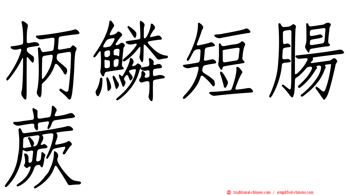 柄鱗短腸蕨