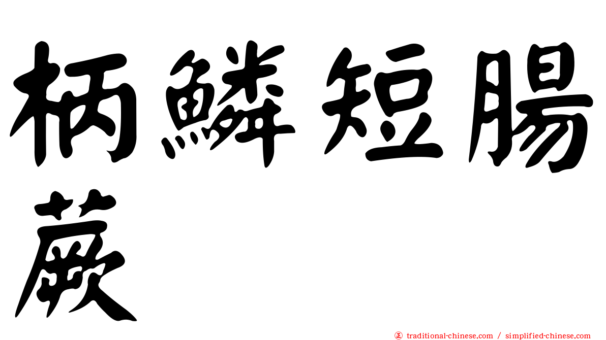 柄鱗短腸蕨
