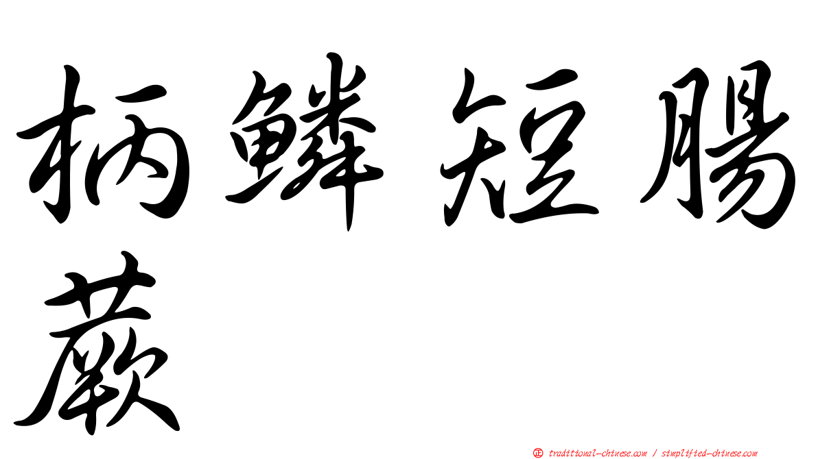 柄鱗短腸蕨