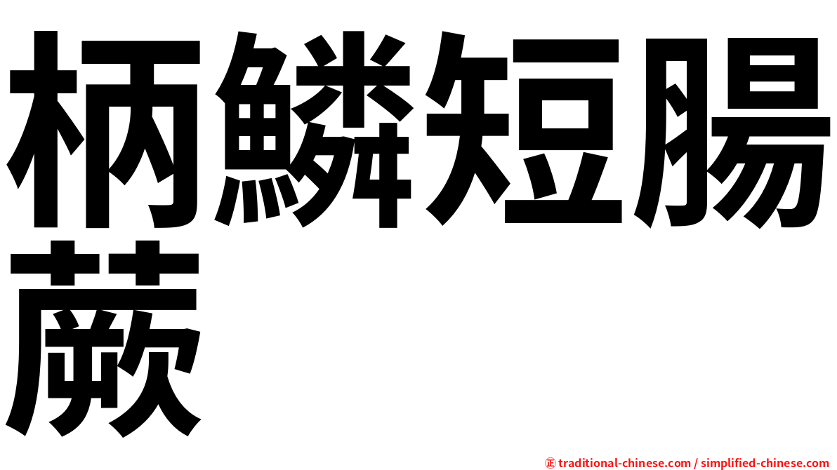柄鱗短腸蕨