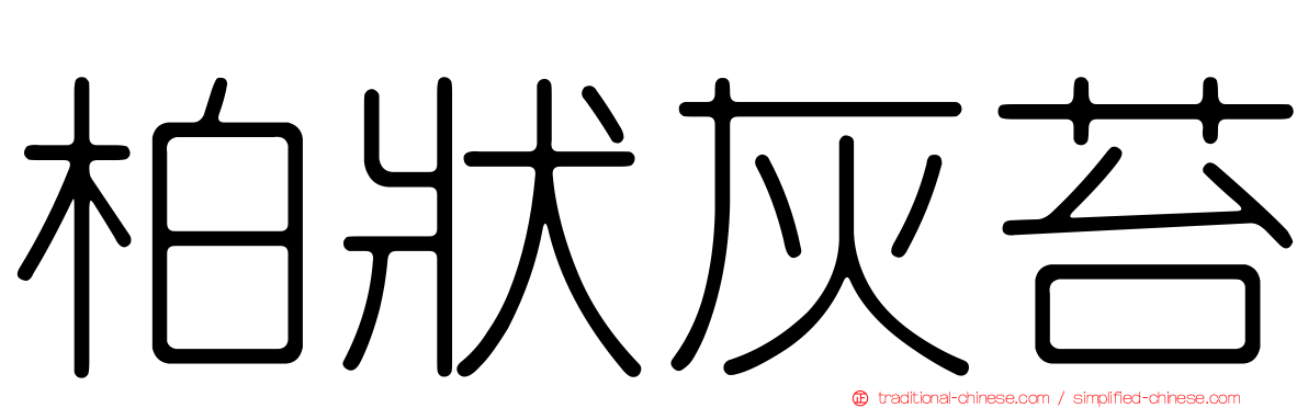 柏狀灰苔