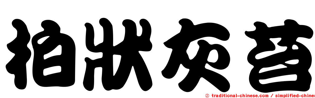 柏狀灰苔