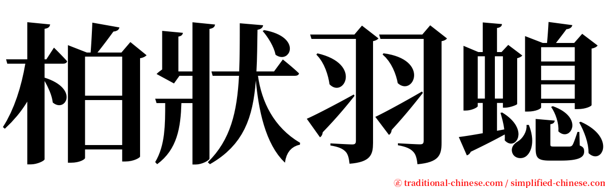 柏狀羽螅 serif font