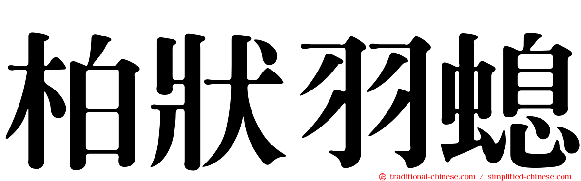 柏狀羽螅