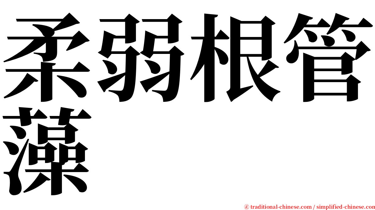 柔弱根管藻 serif font