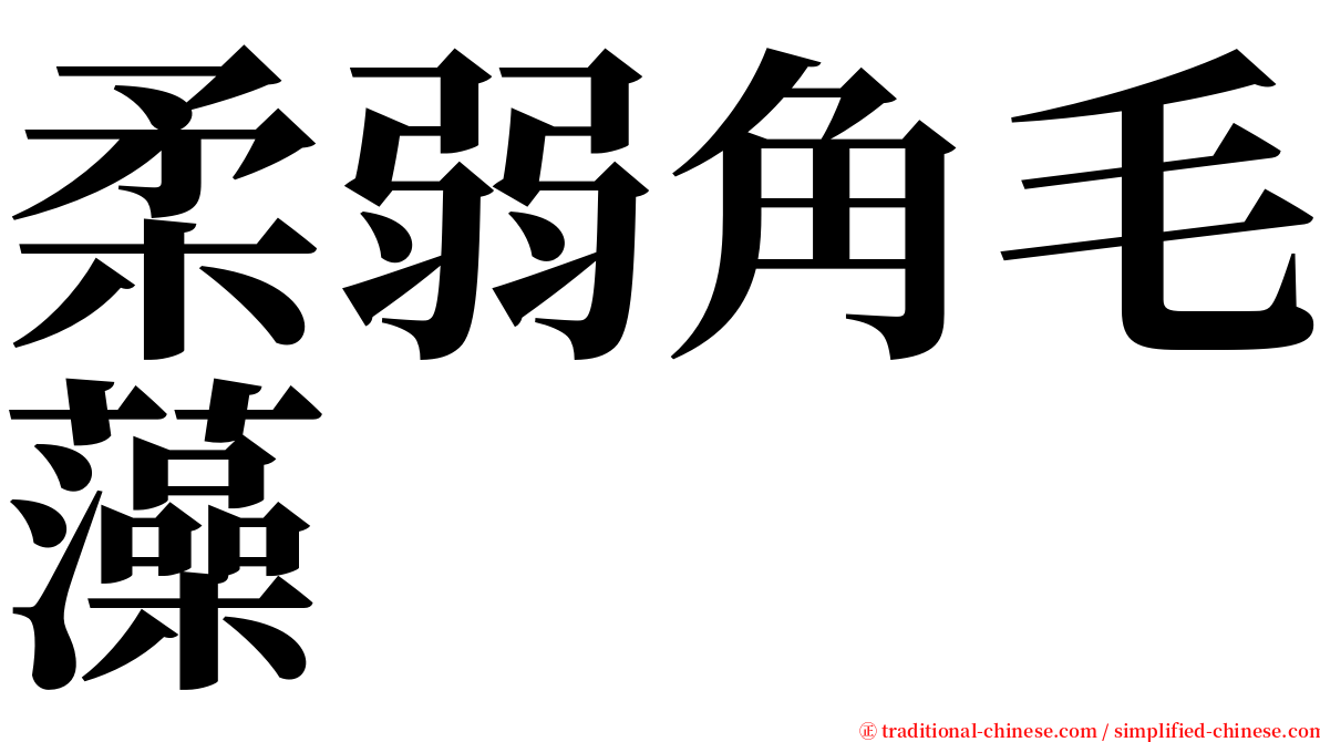 柔弱角毛藻 serif font