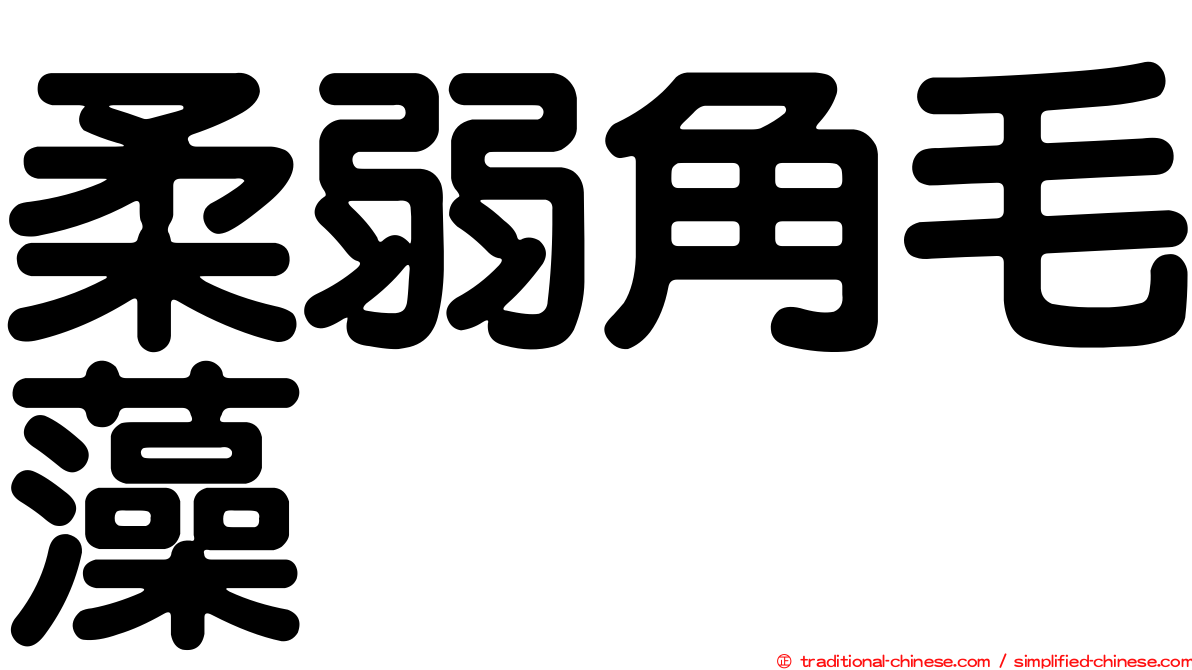 柔弱角毛藻