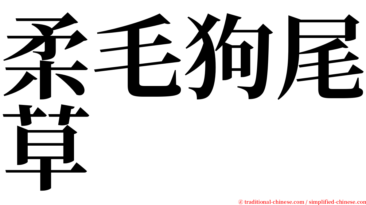 柔毛狗尾草 serif font