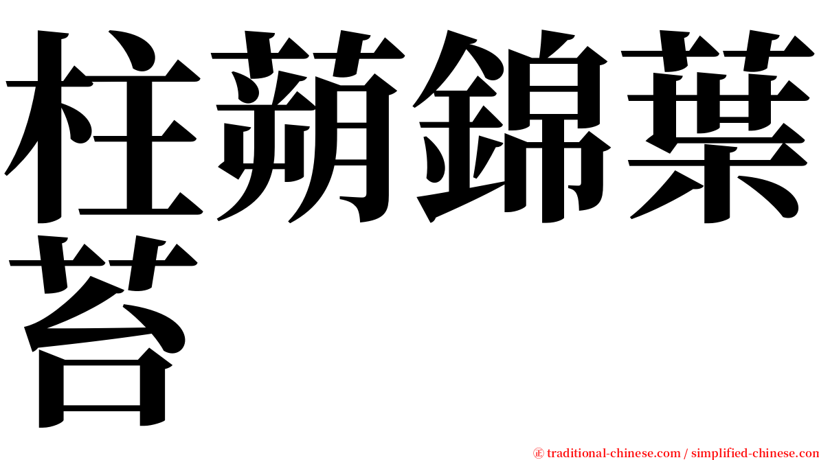 柱蒴錦葉苔 serif font