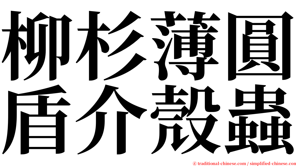 柳杉薄圓盾介殼蟲 serif font