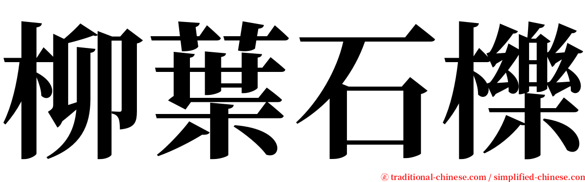 柳葉石櫟 serif font