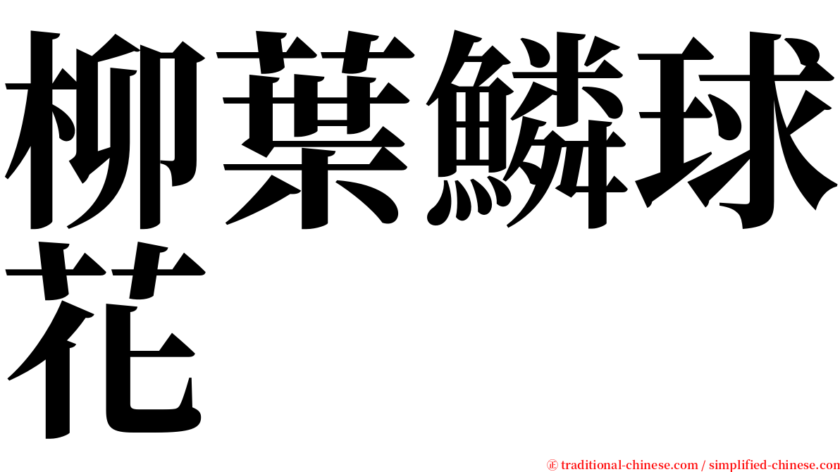 柳葉鱗球花 serif font