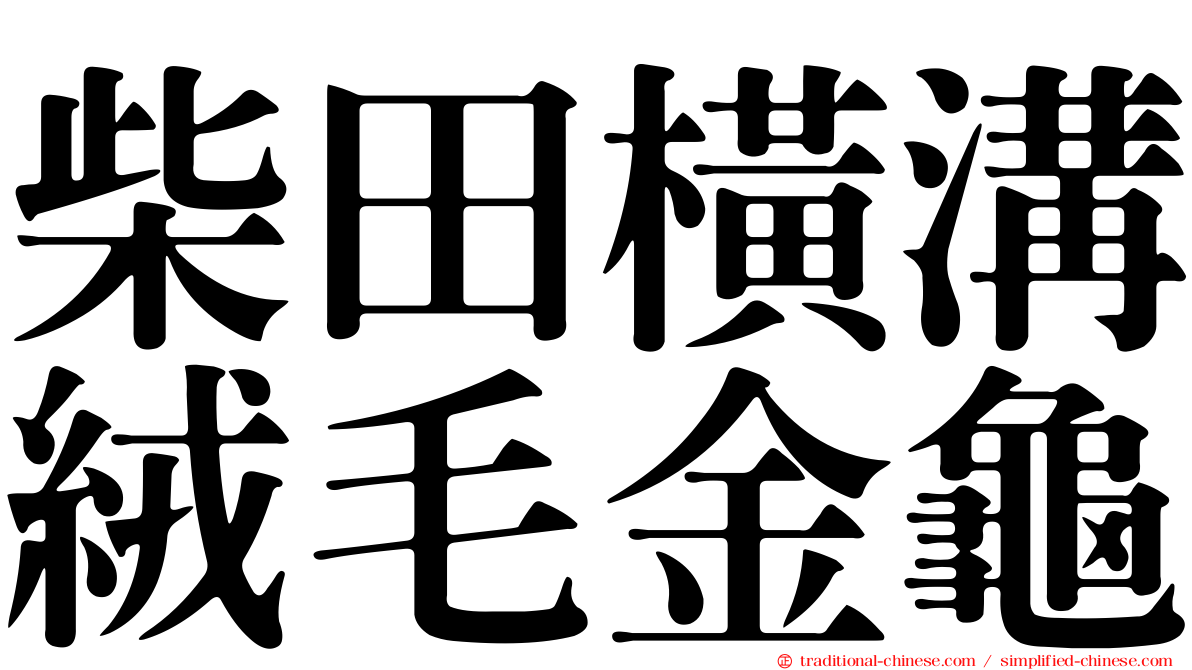 柴田橫溝絨毛金龜