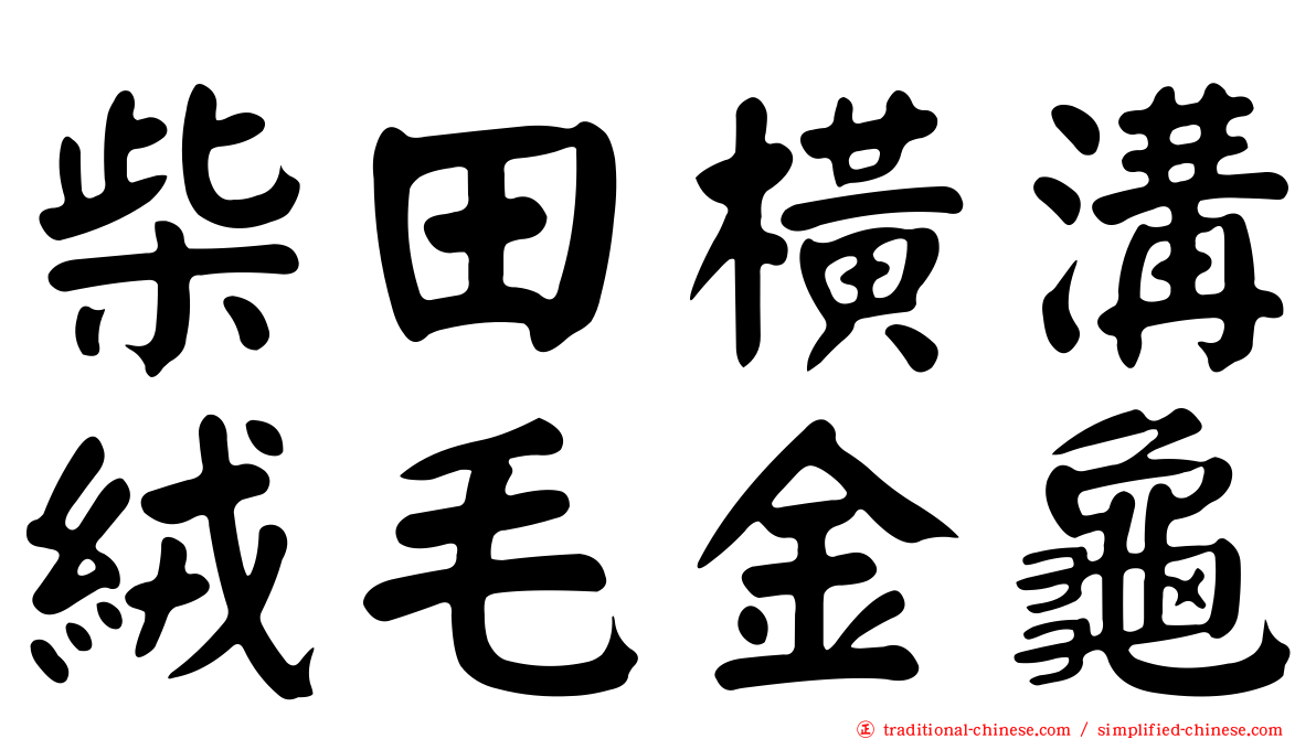 柴田橫溝絨毛金龜