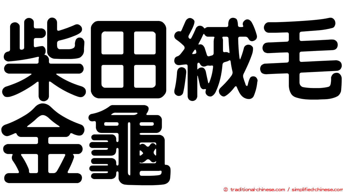 柴田絨毛金龜