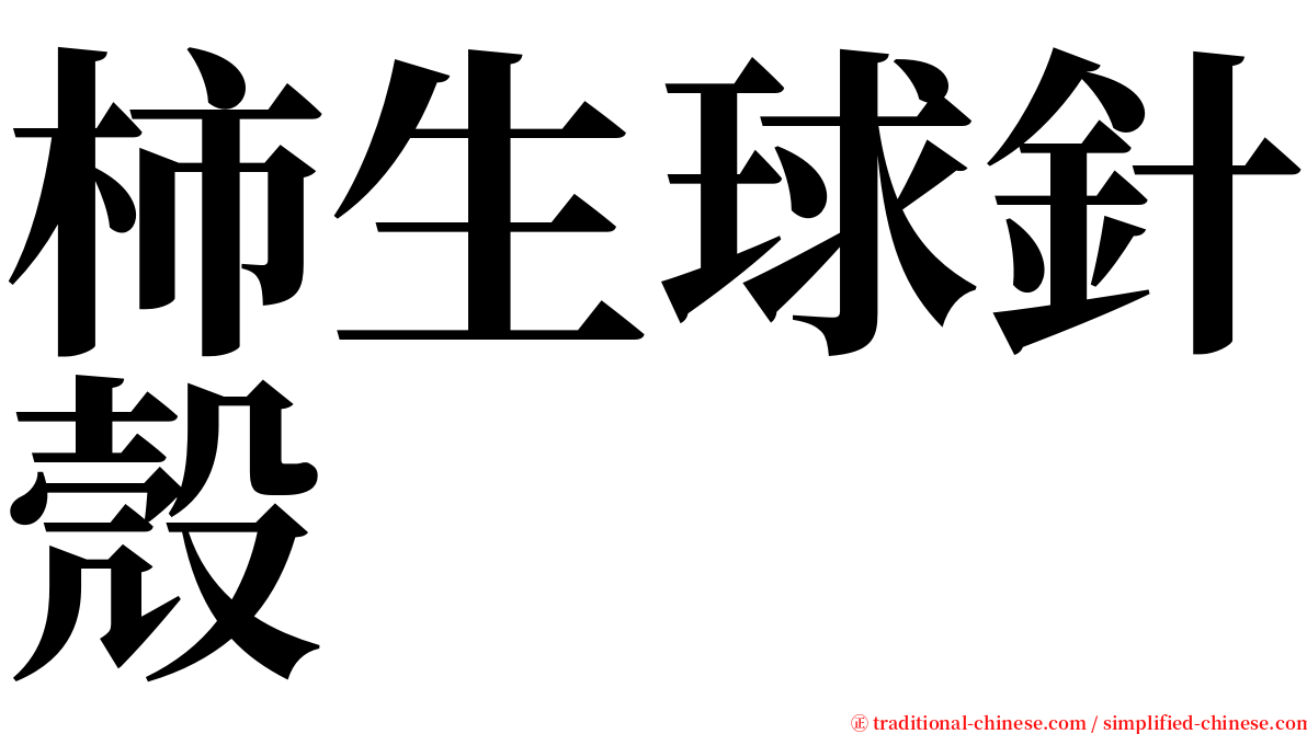 柿生球針殼 serif font