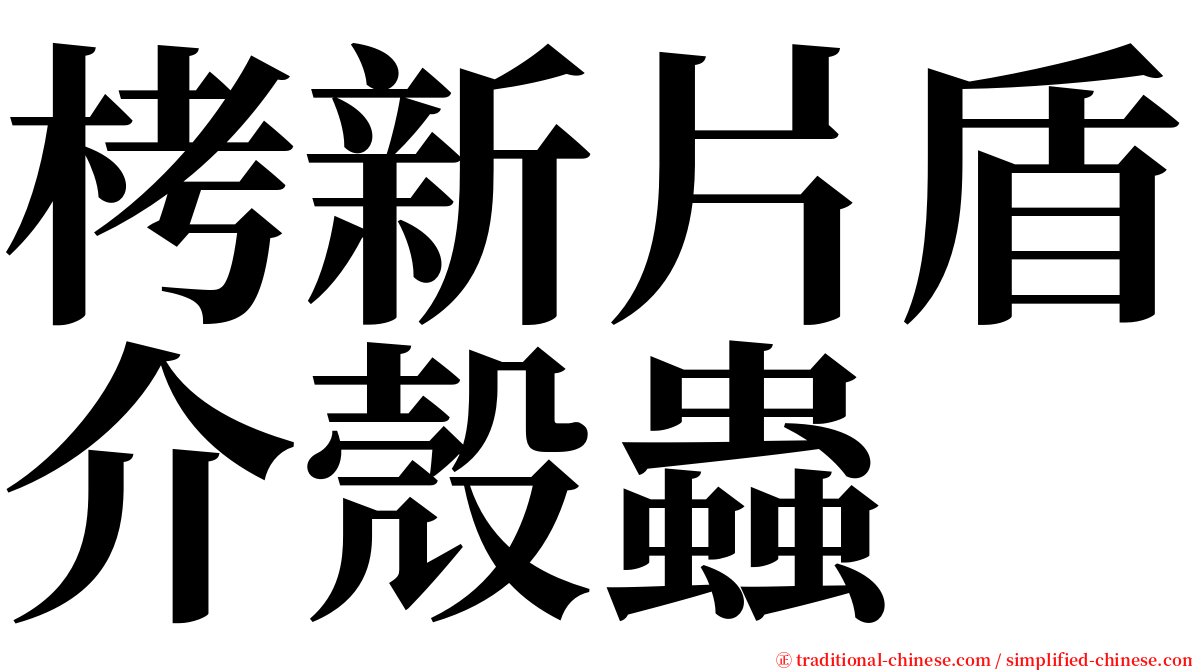 栲新片盾介殼蟲 serif font