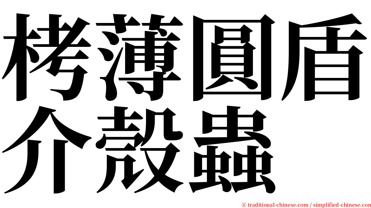 栲薄圓盾介殼蟲 serif font