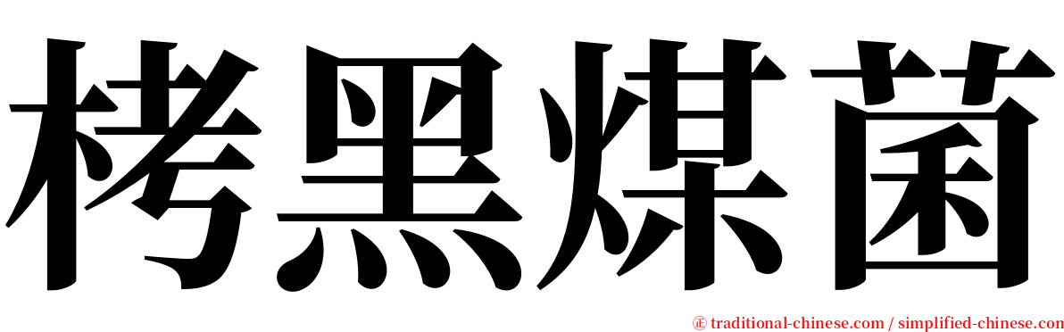 栲黑煤菌 serif font