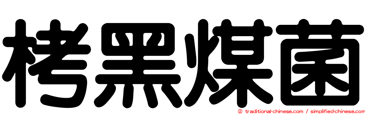 栲黑煤菌