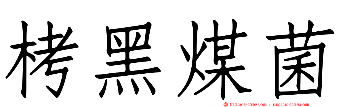 栲黑煤菌
