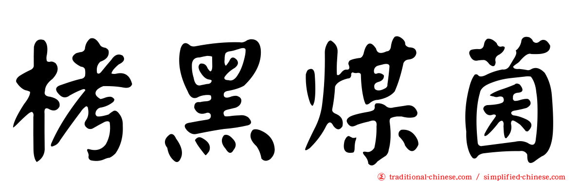 栲黑煤菌