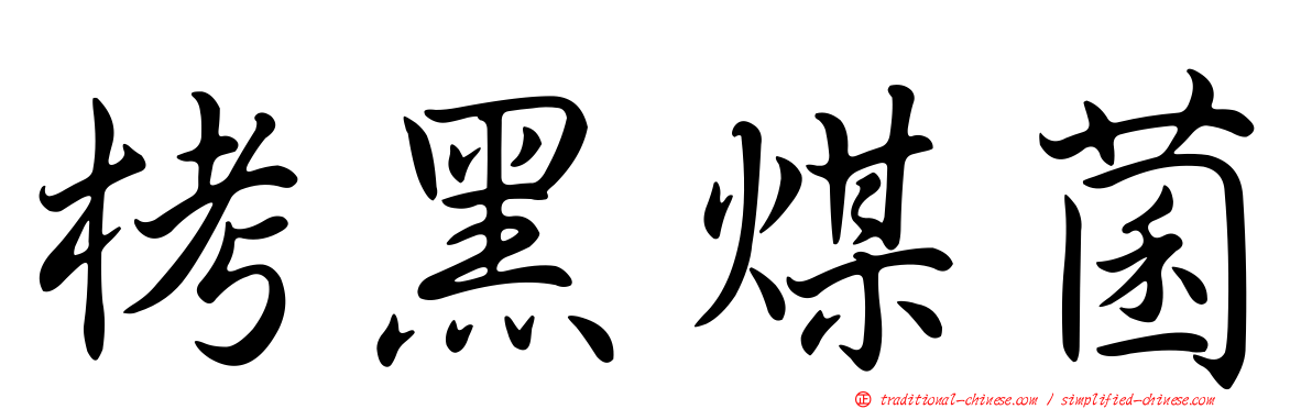栲黑煤菌