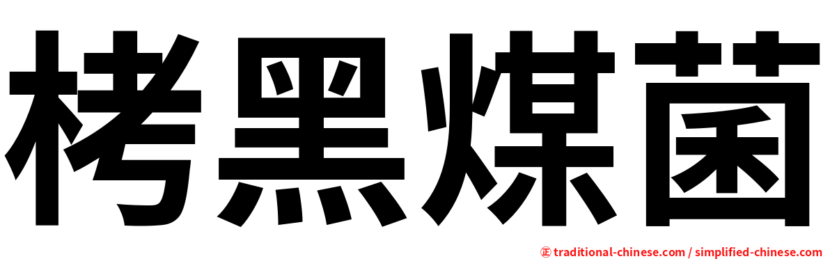 栲黑煤菌