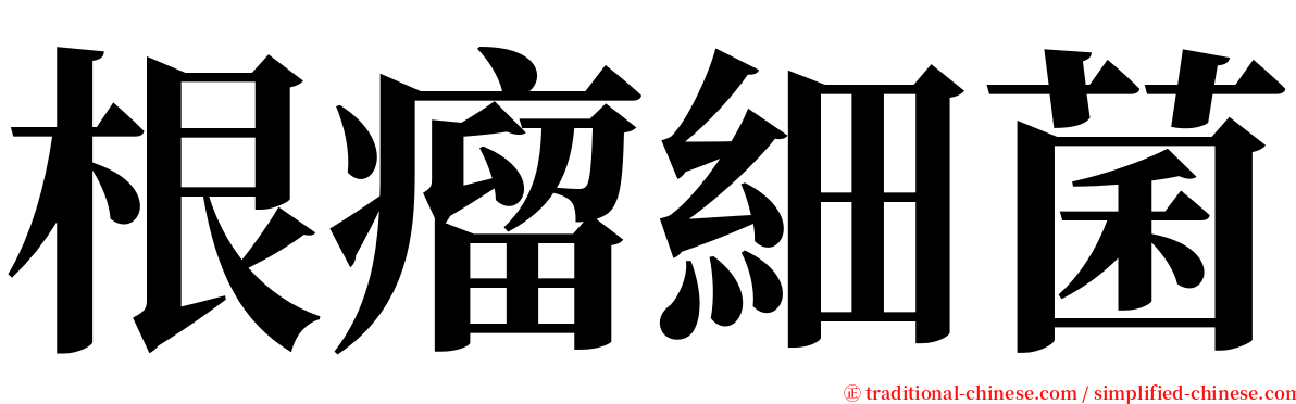 根瘤細菌 serif font