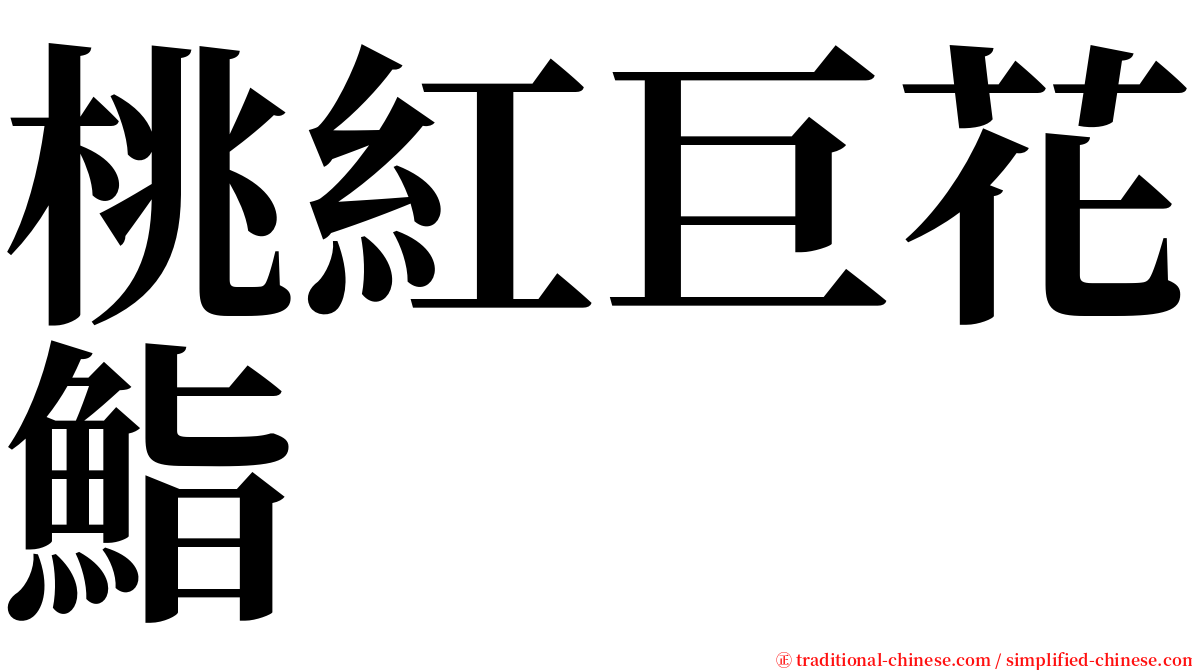 桃紅巨花鮨 serif font