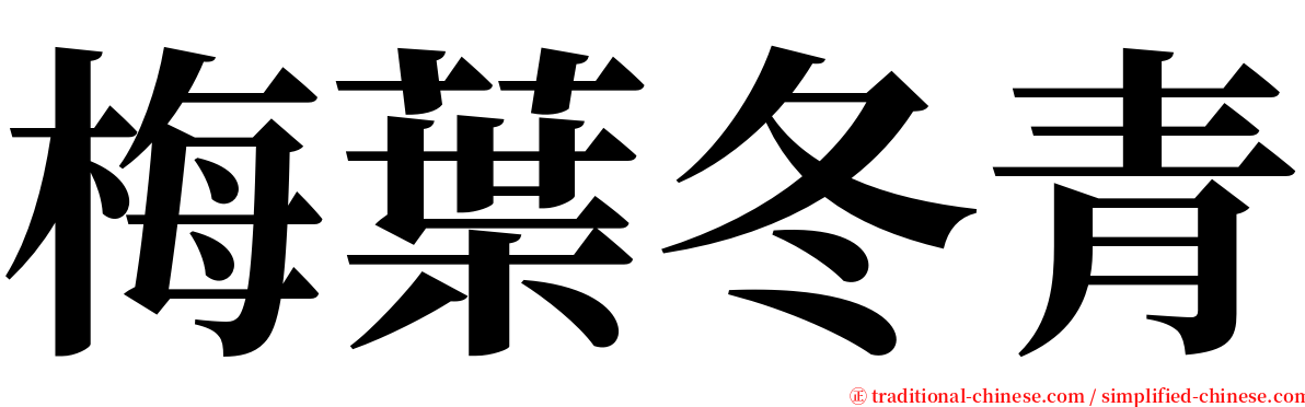 梅葉冬青 serif font