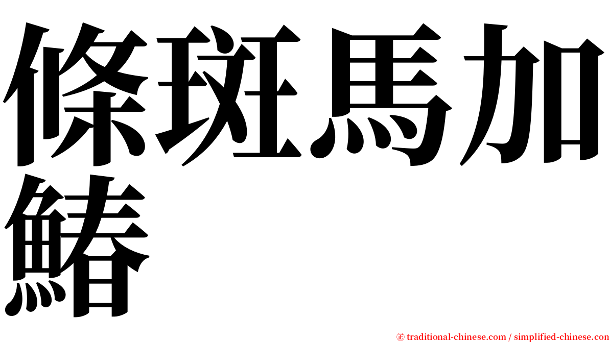 條斑馬加鰆 serif font