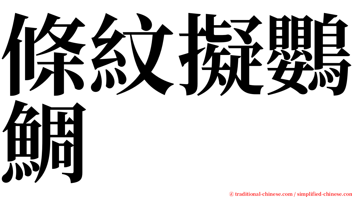 條紋擬鸚鯛 serif font