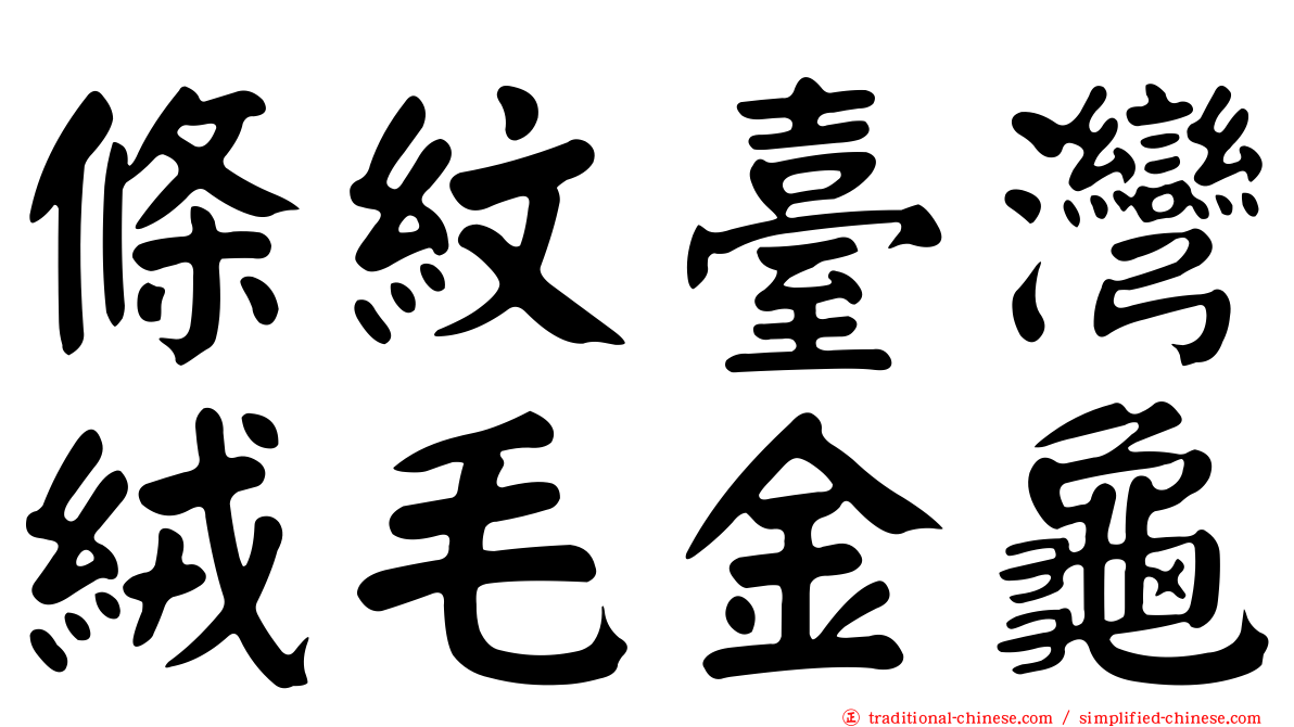 條紋臺灣絨毛金龜